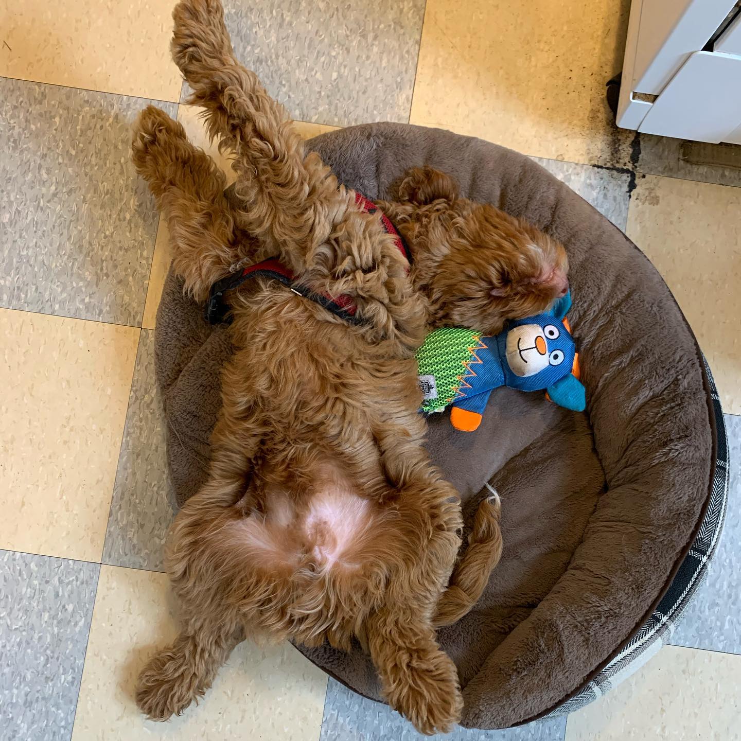 Hey @trac_schmitz , I saw your Moseby and raise you a @rusty.the.dog.yyj #brokendog #sleepsfunny #sotired #labradoodle #australianlabradoodle #sunvalleylabradoodles #puppy #yyj #dogsofinstagram #dogsofig #rustydoodle