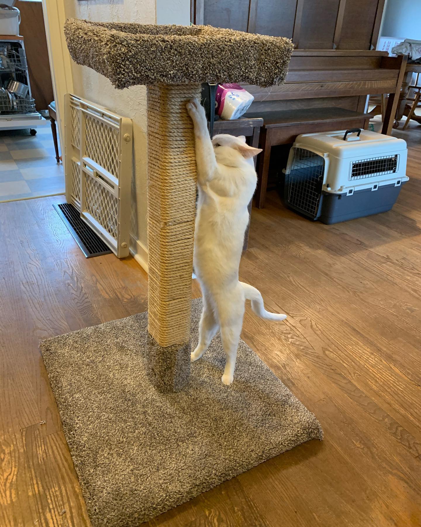 I made a thing! I wanted to get a new cat scratching post for @jon.snow.the.cat.yyj but anything tall enough for him was ridiculously expensive. This one I made from some scraps, about $45 in materials, and some donated carpet from a friend. I’m quite happy with how it turned out. #cattreesareexpensive #homemade #jonnylikesit #tallcat