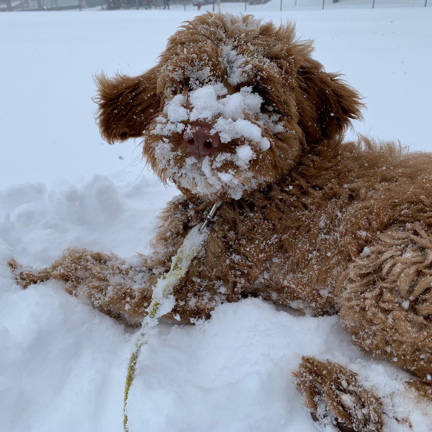 Watching a pup play on the snow is very fun and cute. The cleanup afterwards is not as fun.