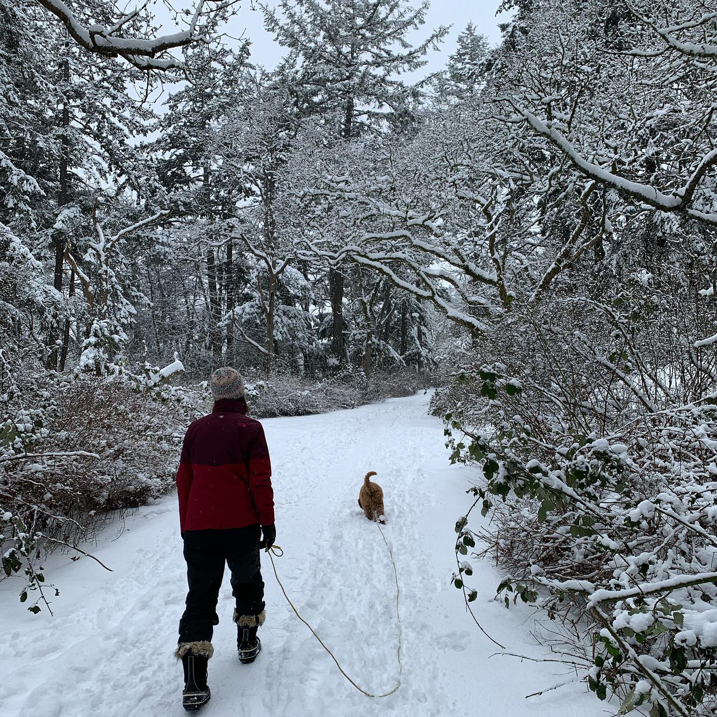 Snowy walk with @therealsox and @rusty.the.dog.yyj  We don’t get much snow here, so we generally try to make the most of it. #dogwalk #esquimalt #snowday #snow