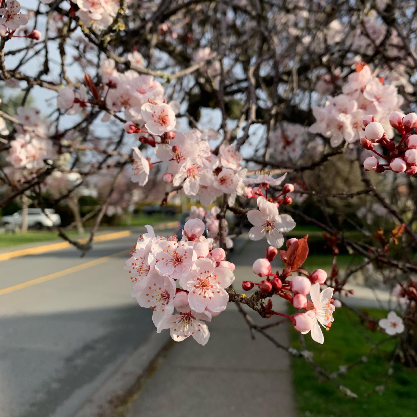 Signs of spring are starting to pop out. #yyj #spring #cherryblossoms