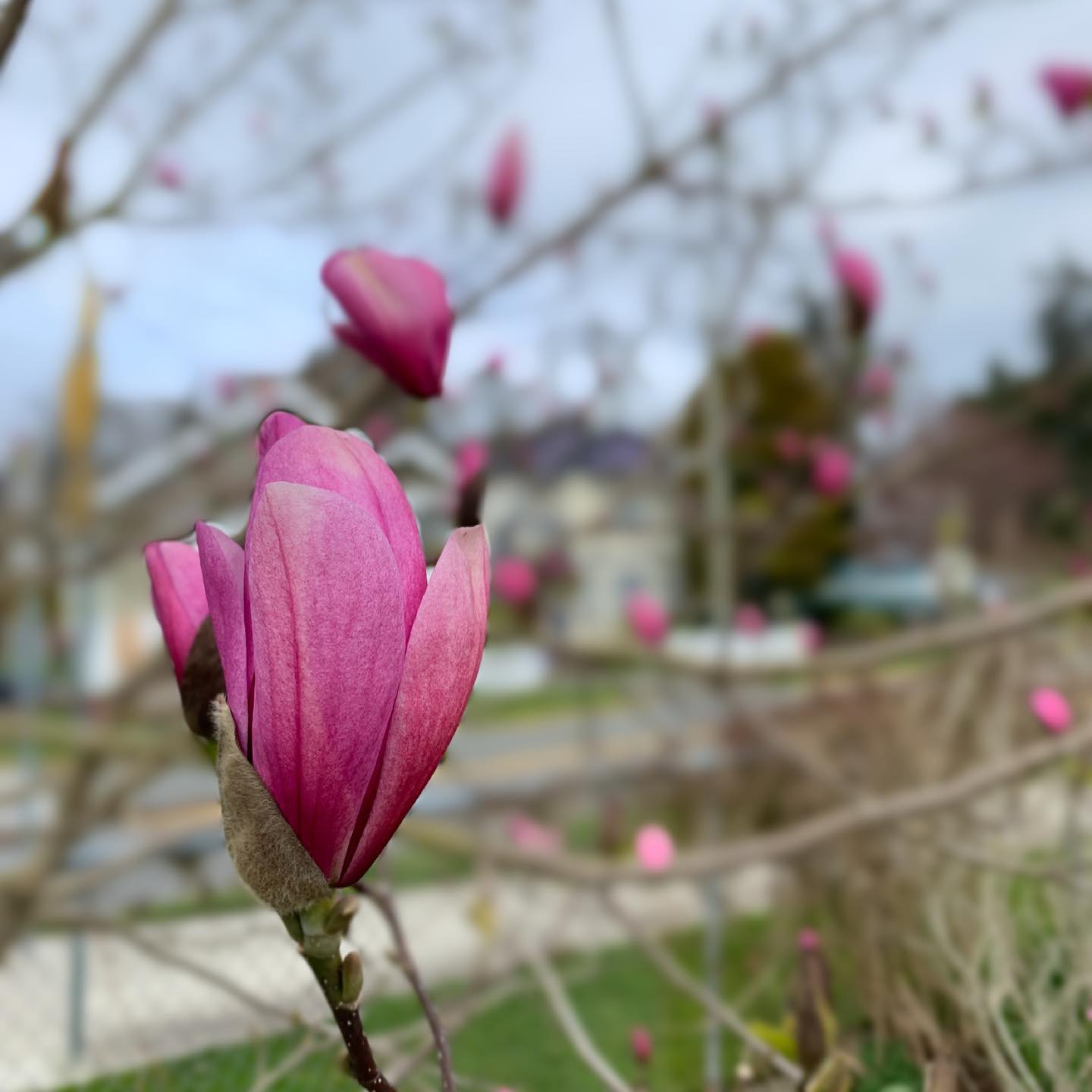 I love this time of year when the magnolias are starting to blossom. #trees #flowers #blossoms #esquimalt