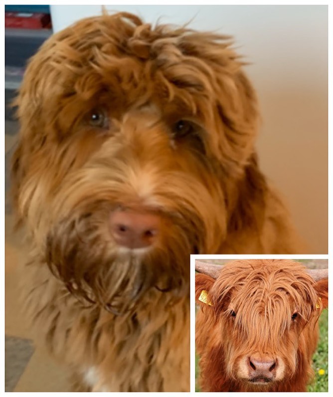 So, who do you think wears this hair style better, @rusty.the.dog.yyj or this Highland Cow? 🤣🤣 .#labradoodle #australianlabradoodle #sunvalleylabradoodles #puppy #yyj #dogsofinstagram #dogsofig #rustydoodle #shaggydog #needsahaircut