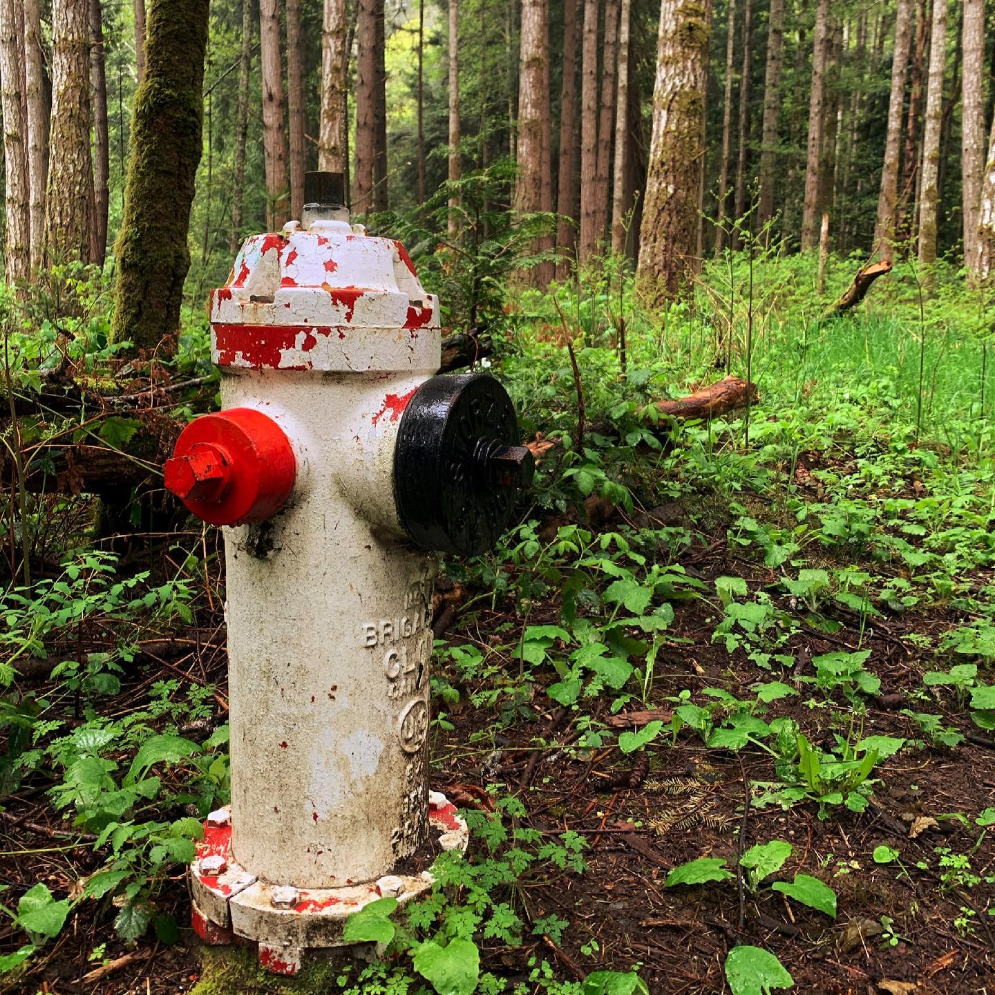 If you go out in the woods …#dogwalk #firehydrant #aged #photography #yyj #royalroads #royalroadsuniversity