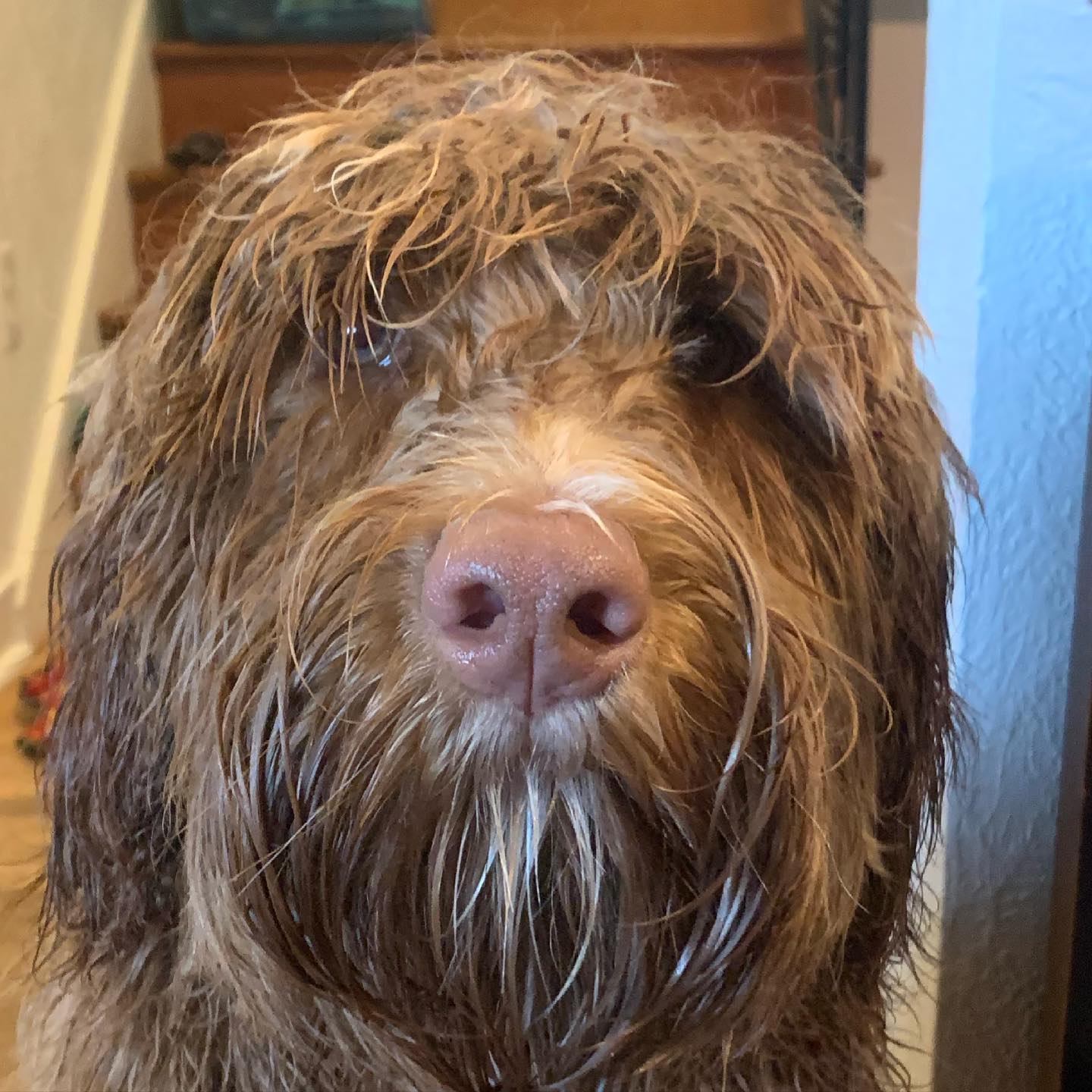 I present @rusty.the.dog.yyj fresh from the salon with a new look. Really, I chose the worst part of the morning for a walk. That was a wet one! #dogwalk #esquimalt #bedraggleddoodle #wetwalk #rustydoodle