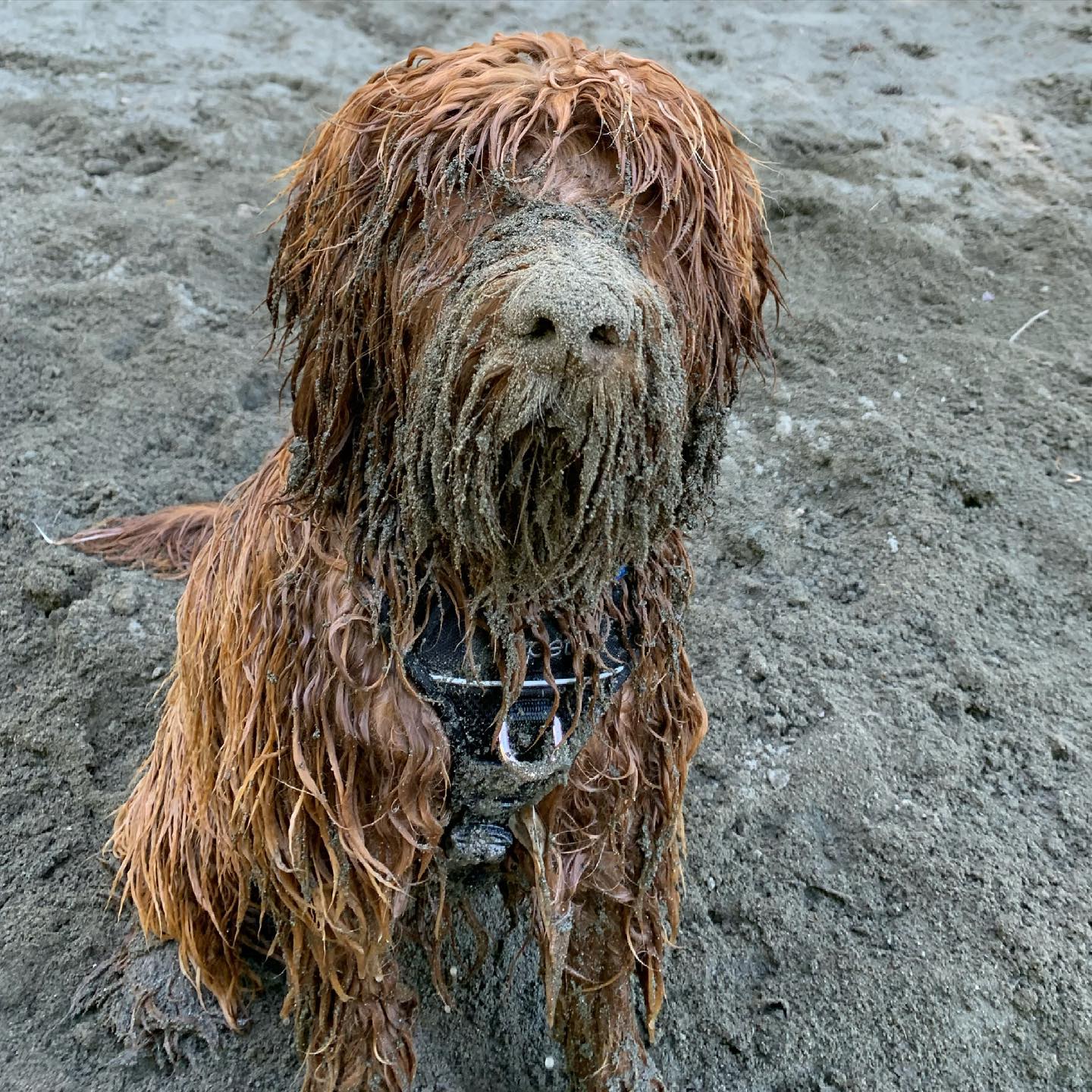 Oh my. This was @rusty.the.dog.yyj today after a play at Thetis Lake. Yeesh. #labradoodle #australianlabradoodle #sunvalleylabradoodles #puppy #yyj #dogsofinstagram #dogsofig #rustydoodle #thedood