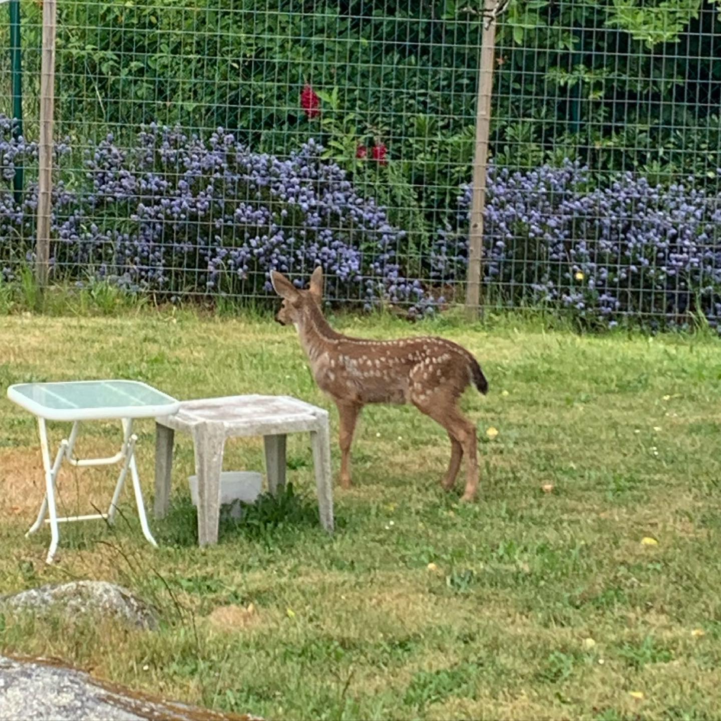 Well, it’s that time of year again. #esquimalt #deer #fawns