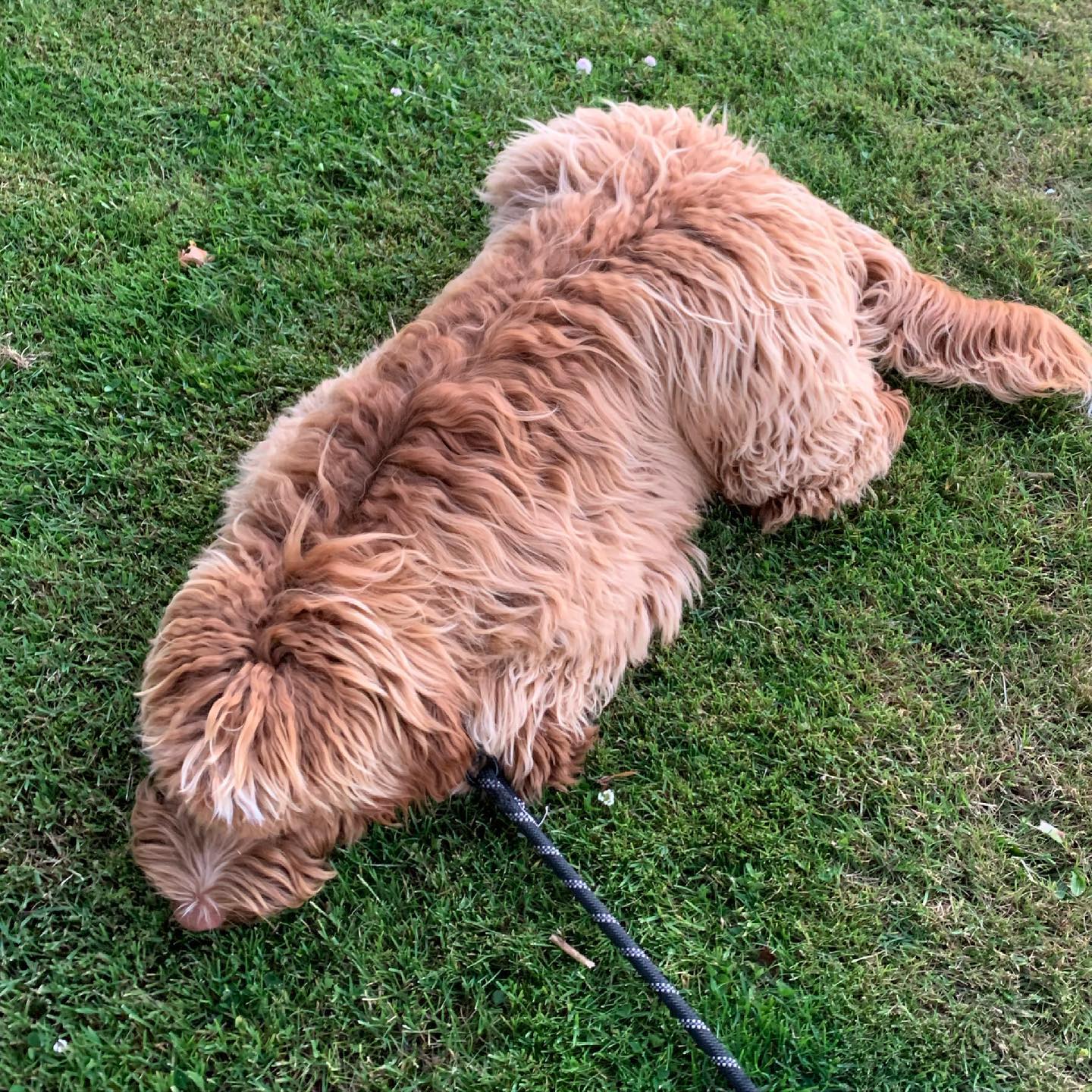 What happens when you take you dog for a walk and it is warm out? Well, @rusty.the.dog.yyj melts into the cool grass when he can find it. We call this the “poodle puddle”. #labradoodle #australianlabradoodle #sunvalleylabradoodles #puppy #yyj #dogsofinstagram #dogsofig #rustydoodle #poodlepuddle