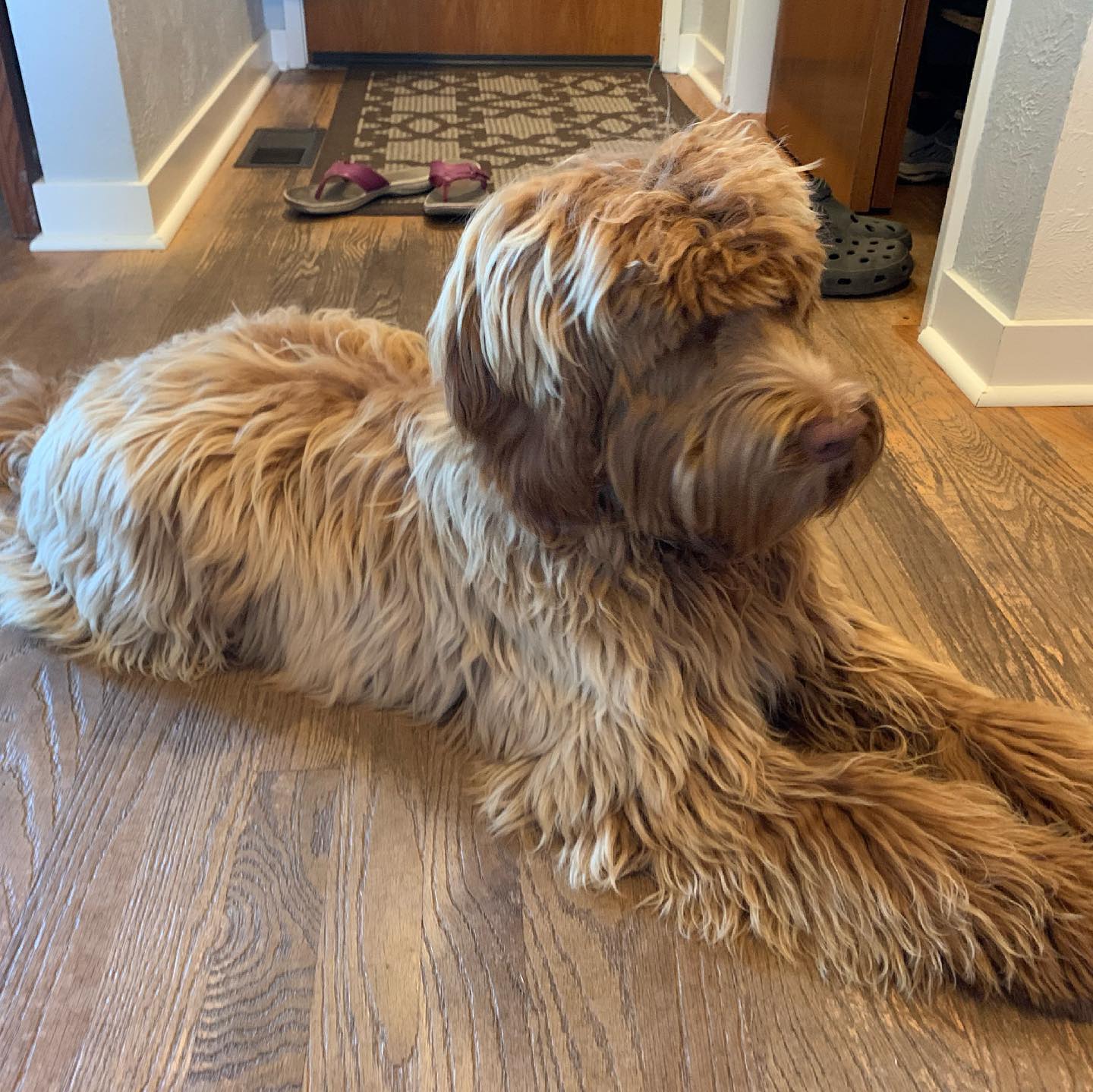 Yesterday was the day we got our new dog! Actually, @rusty.the.dog.yyj went in for his first body trim and due to some bad mats we had to go shorter than desired. Such a drastic change, but still sweet loveable Rusty. #labradoodle #australianlabradoodle #sunvalleylabradoodles #puppy #yyj #dogsofinstagram #dogsofig #rustydoodle