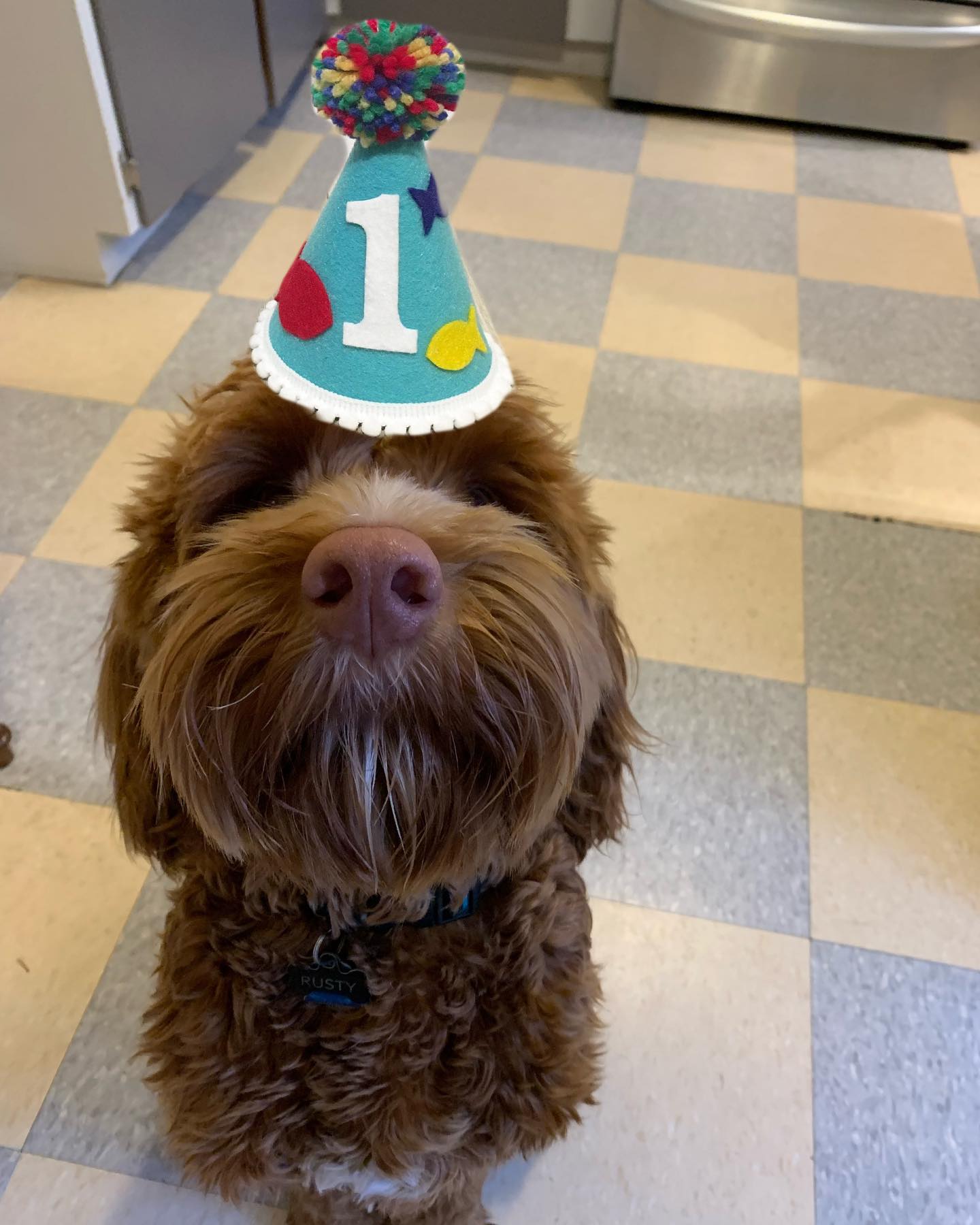 The dood turned 1! Happy birthday @rusty.the.dog.yyj #labradoodle #rustydoodle