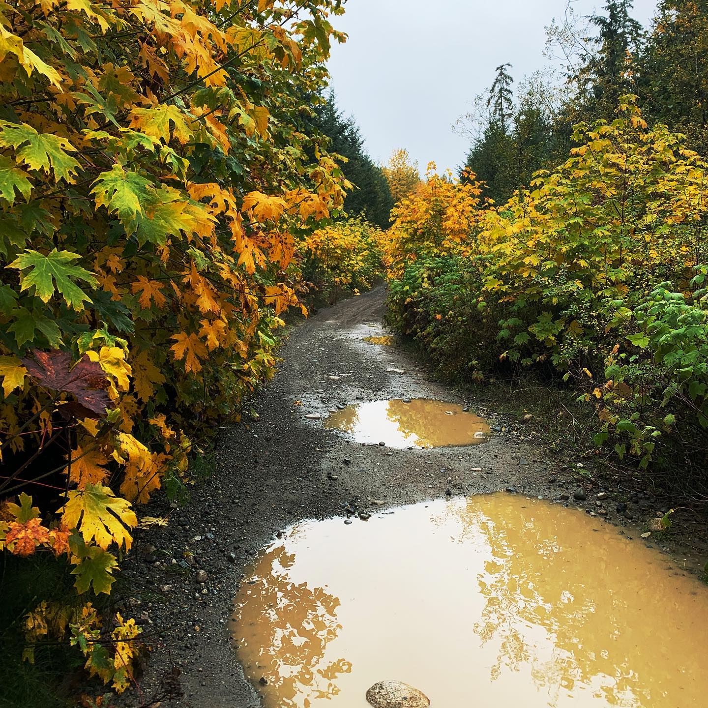 Wet coast fall. This is after the atmospheric river rolled through. #alltimefalltime #wetcoast #puddlesandleaves