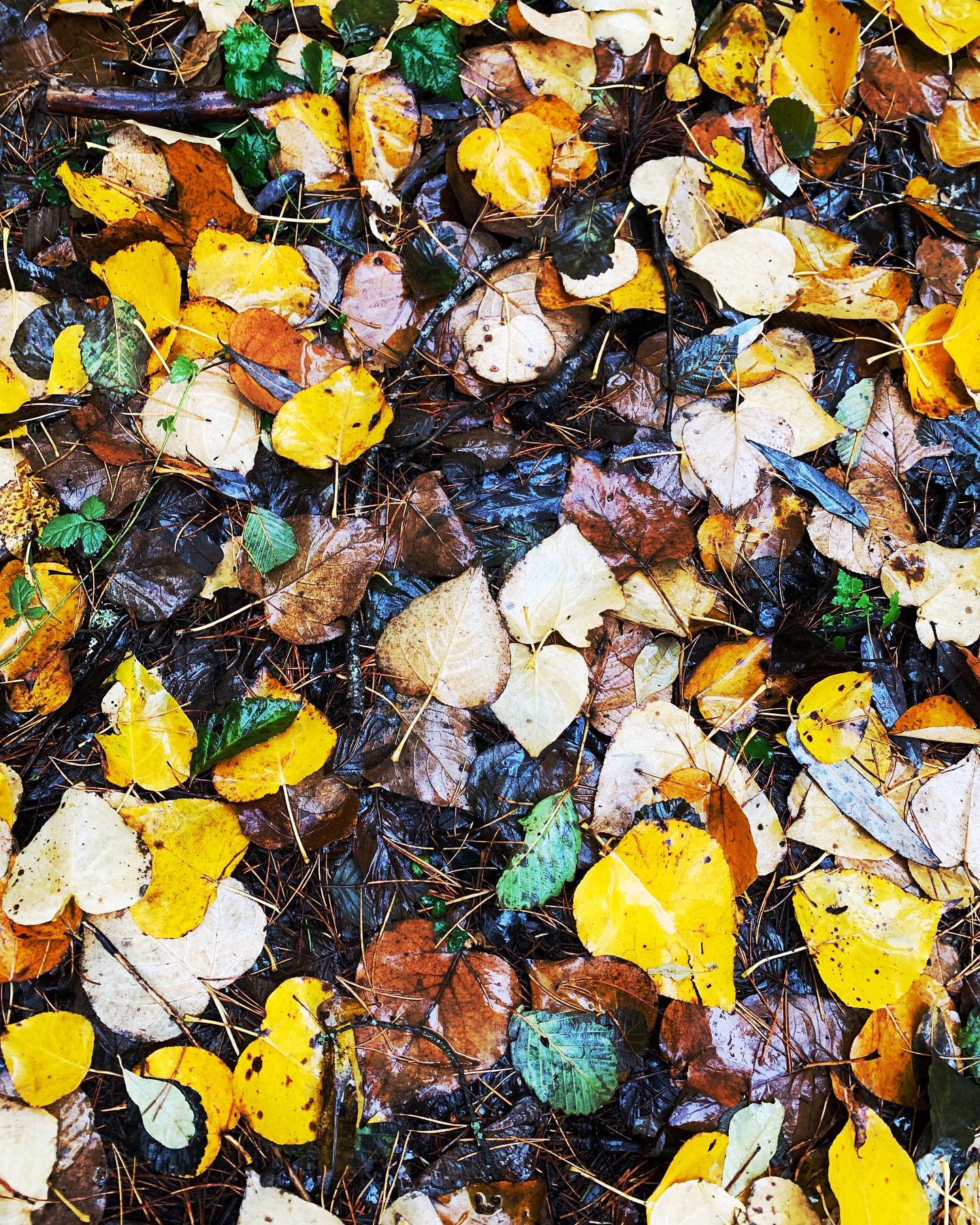 Wet Coast fall colours. Sue and I took Rusty for a walk in the woods and missed the worst of the rain. #falltime #leaves #wetleaves #wetcoastfall