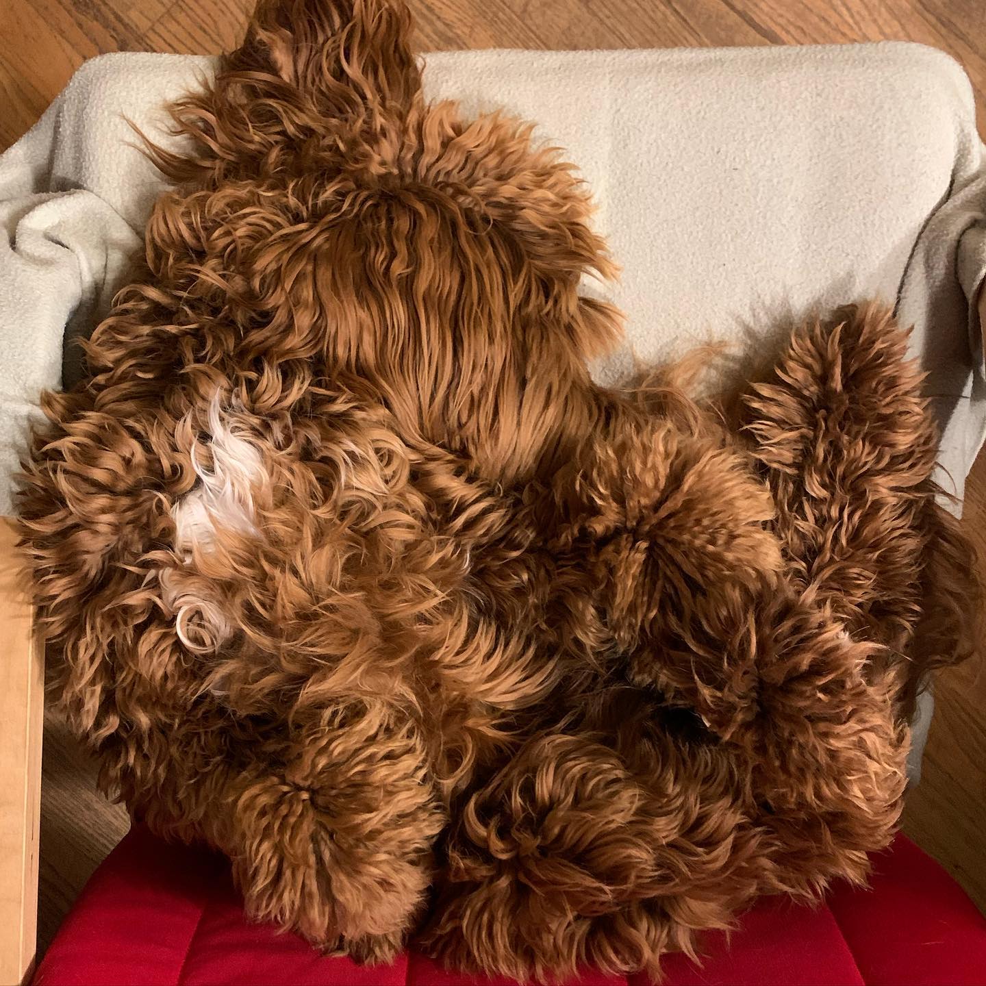 Oh wow. @rusty.the.dog.yyj kinda broke himself last night. Can you find his head? #labradoodle #australianlabradoodle #sunvalleylabradoodles #puppy #yyj #dogsofinstagram #dogsofig #rustydoodle #brokendog