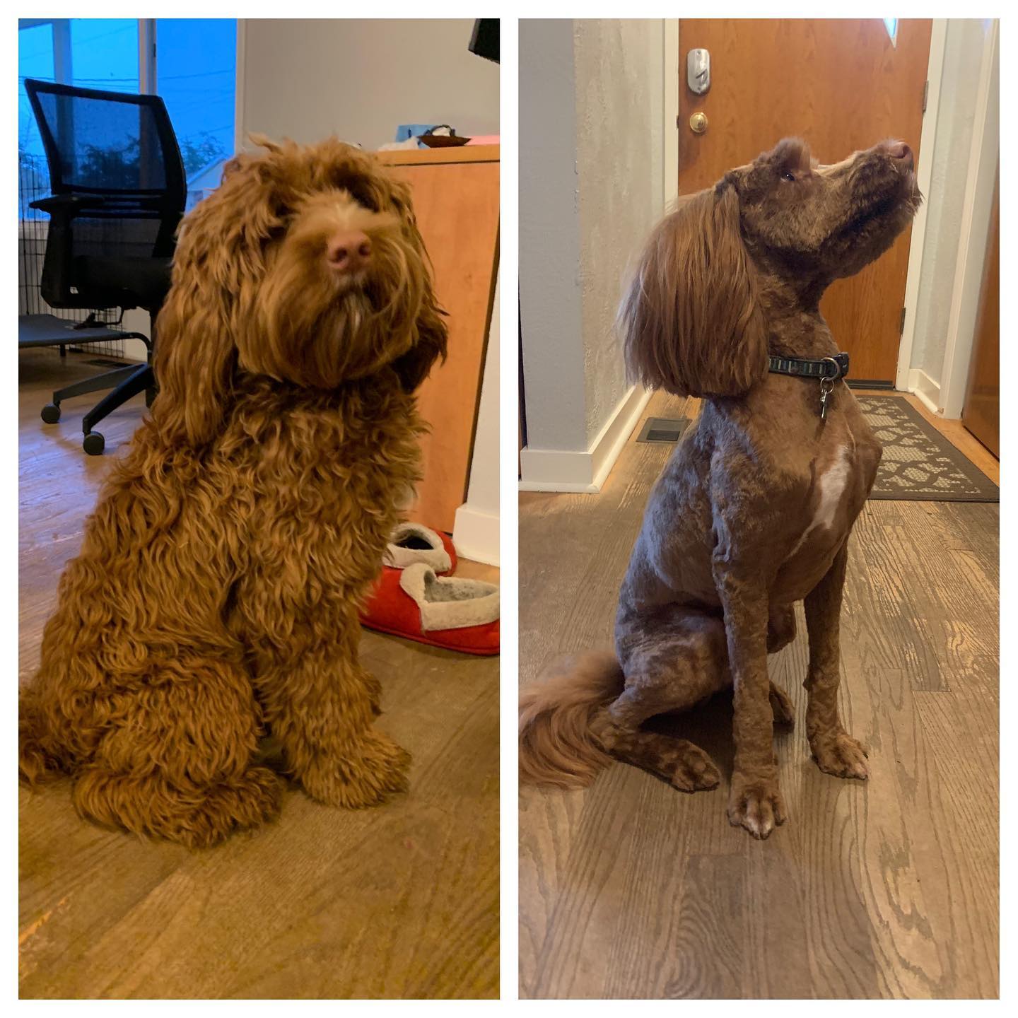 It’s taken a while to get over the shock, but last week Rusty got a haircut. He looks and acts like such a different dog after getting cleaned up. Slowly I’m getting used to it. #labradoodle #australianlabradoodle #sunvalleylabradoodles #puppy #yyj #dogsofinstagram #dogsofig #rustydoodle