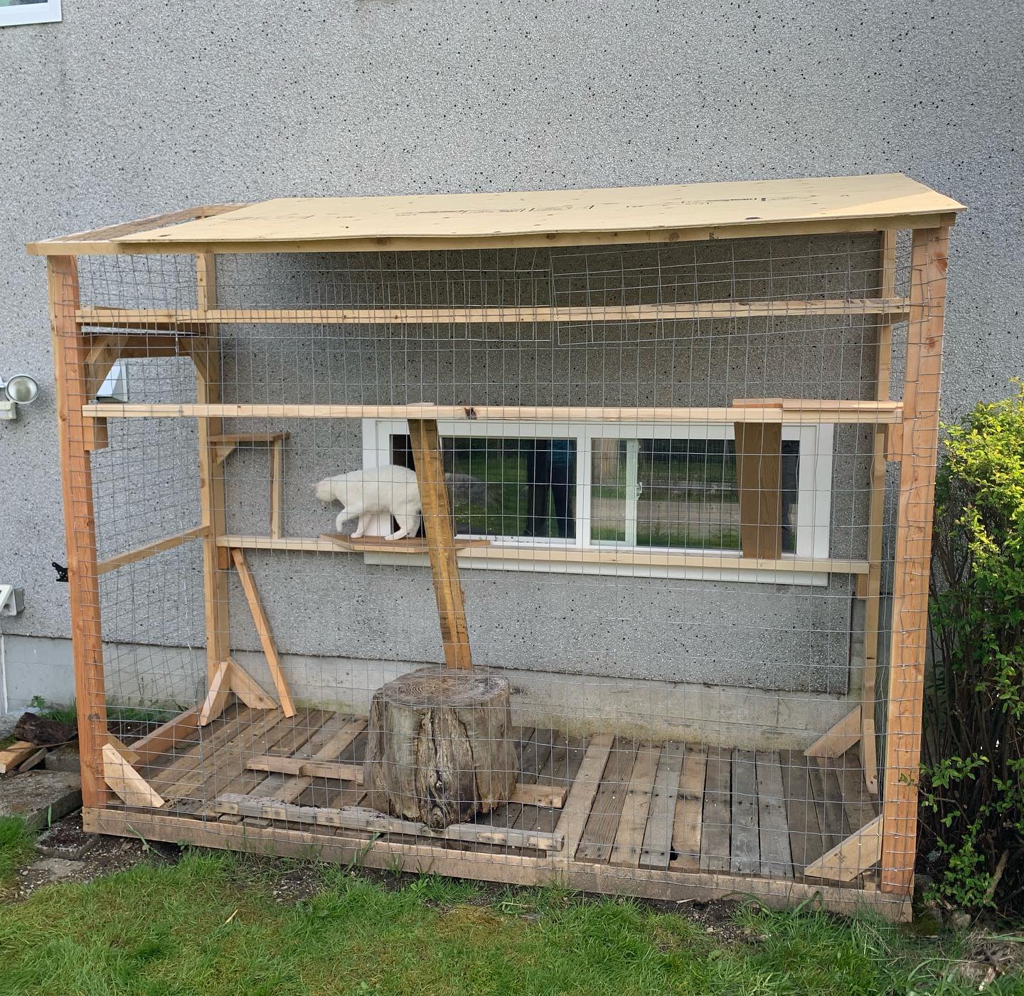 The catio is complete enough that @jon.snow.the.cat.yyj is able to use it. Hard to see in this pic, but there are a few cat walks, ramps, perches, a ladder like thing, and a rotting log for scratching. #catio #catsofinstagram #catsofig #jonthecat #jonsnowthecat