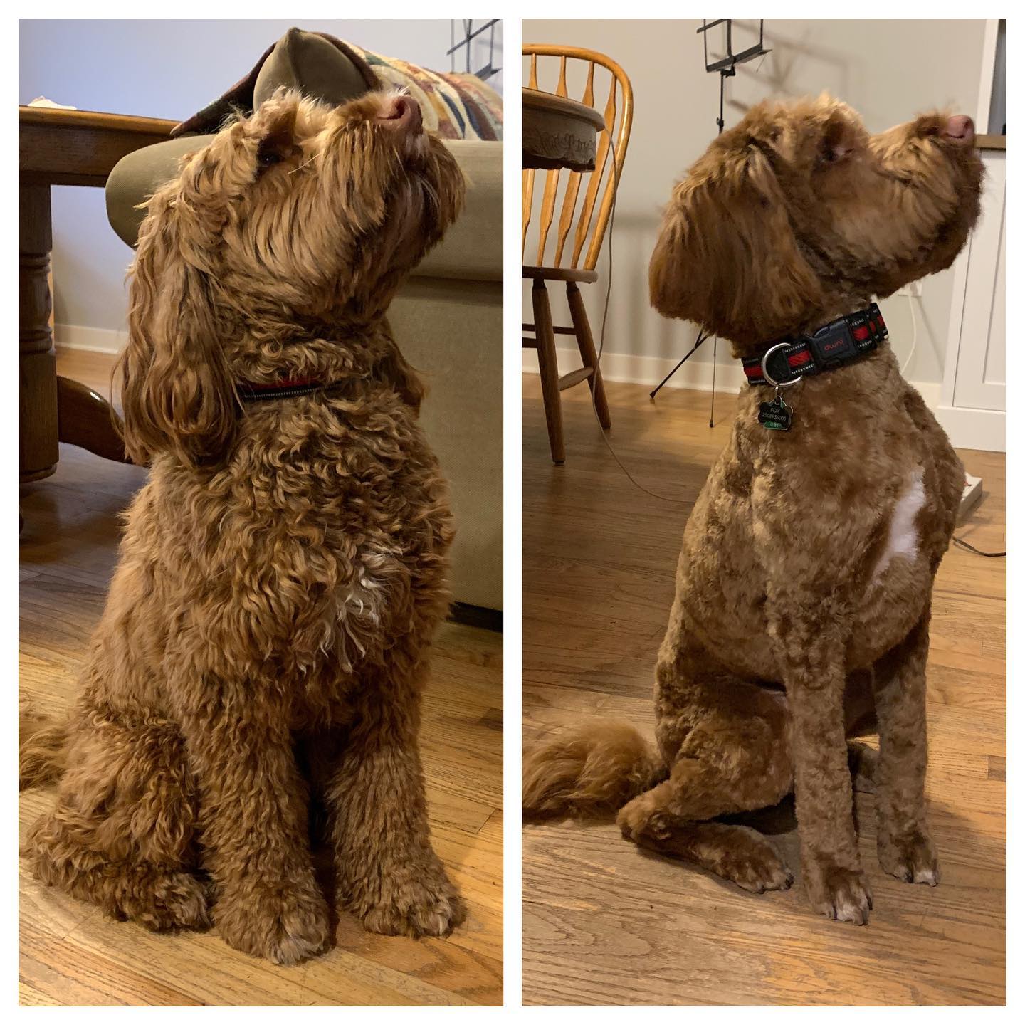 No, @rusty.the.dog.yyj didn’t shrink in the wash, he just had an appointment with a new groomer. 🤣